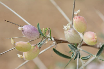 Astragalus Root and its Neuroprotective and Anxiolytic Actions within the Body