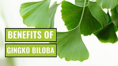 Ginkgo Biloba Leaf Extract's Role in Healthy Brain Functioning