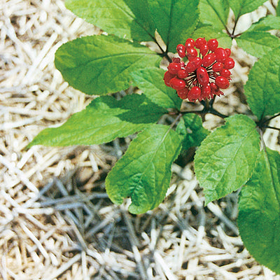 Panax Ginseng and its Enhancement of  Physical and Mental Performances