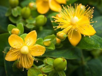 St. John's Wort Protecting the Brain