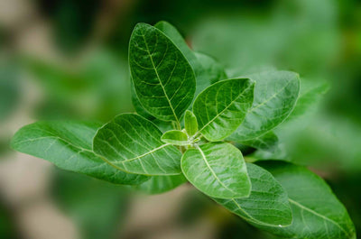 Ashwagandha: Bringing Calm and Balance to the Body and Mind