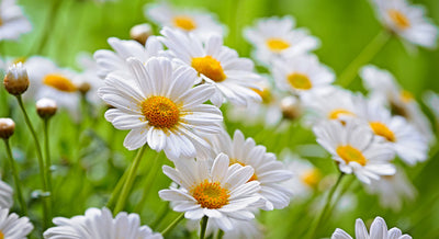 Chamomile: The Star of Calming Medicinal Plants