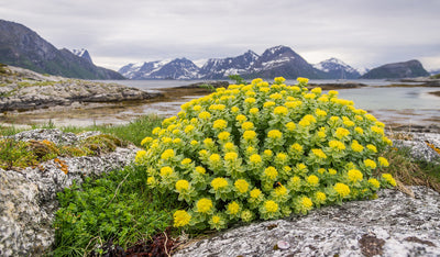 Improving Energy and Stress Resilience with Rhodiola Rosea Root